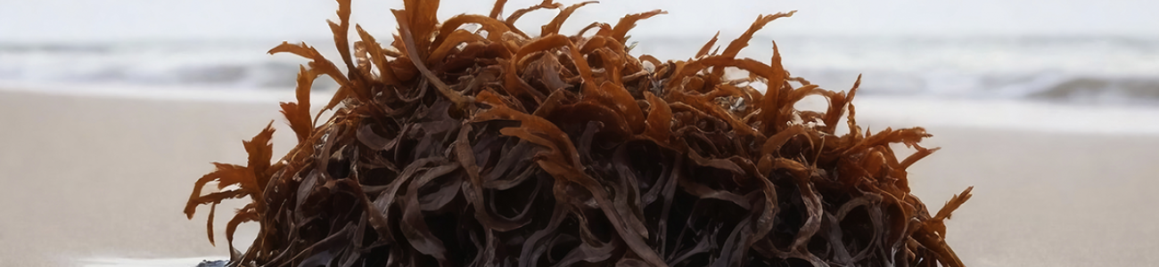 HEALTH BENEFITS OF SEA MOSS: YOUR PATH TO HEALTH AND VITALITY