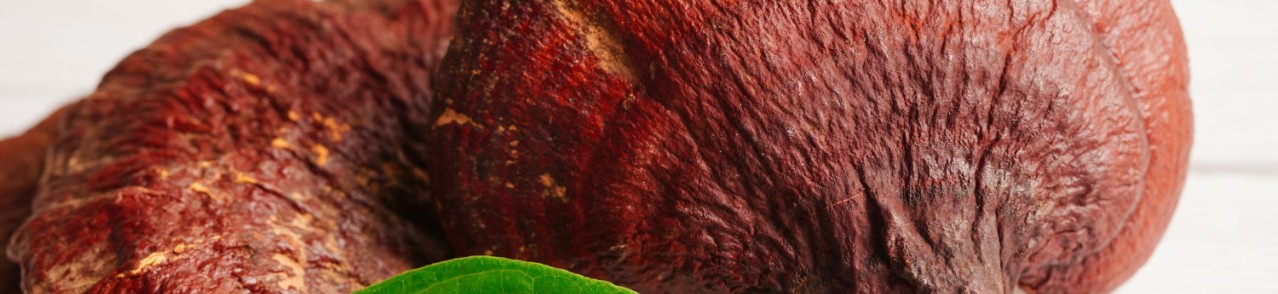 WHAT ARE THE EFFECTS OF REISHI MUSHROOMS?