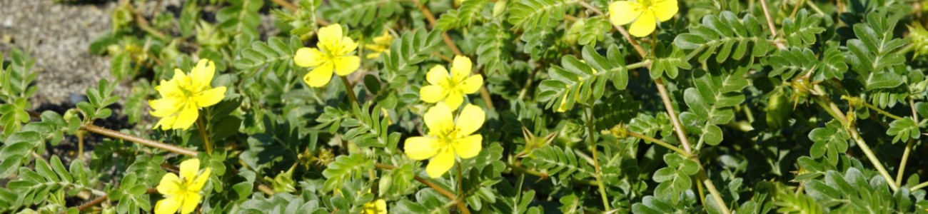 TRIBULUS TERRESTRIS – A PLANT OFTEN ASSOCIATED WITH TESTOSTERONE: WHAT DOES SCIENCE REALLY SAY?