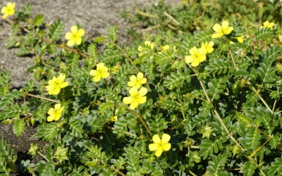 TRIBULUS TERRESTRIS – A PLANT OFTEN ASSOCIATED WITH TESTOSTERONE: WHAT DOES SCIENCE REALLY SAY?