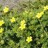 TRIBULUS TERRESTRIS – A PLANT OFTEN ASSOCIATED WITH TESTOSTERONE: WHAT DOES SCIENCE REALLY SAY?