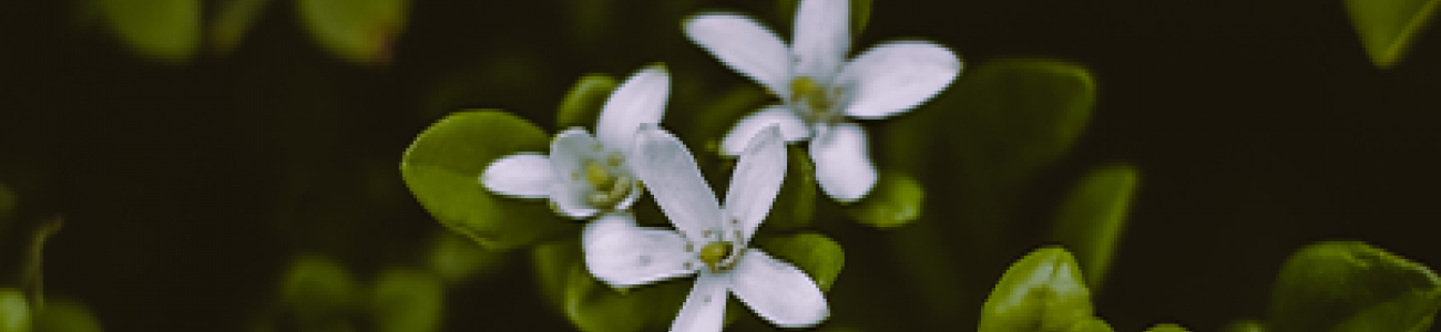 BACOPA MONNIERI SIDE EFFECTS